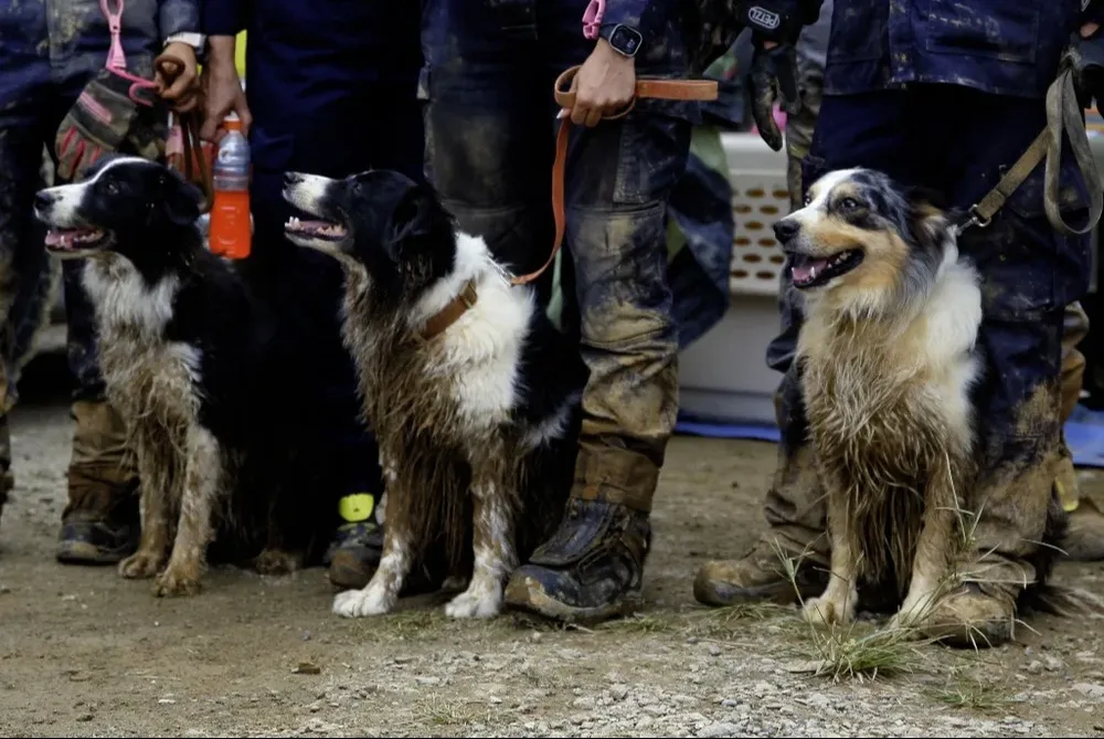 Los perros rastreadores que ayudan en la búsqueda de las personas desaparecidas, presumiblemente sepultadas por el derrumbe.