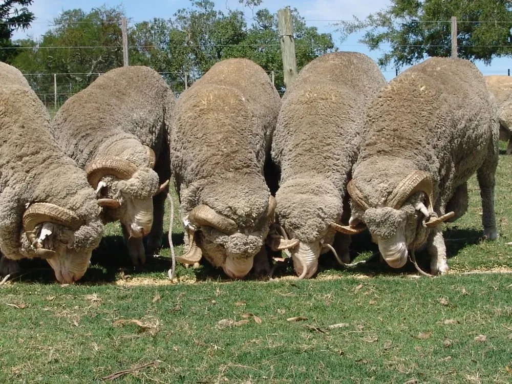 La zafra de carneros comenzará en febrero.