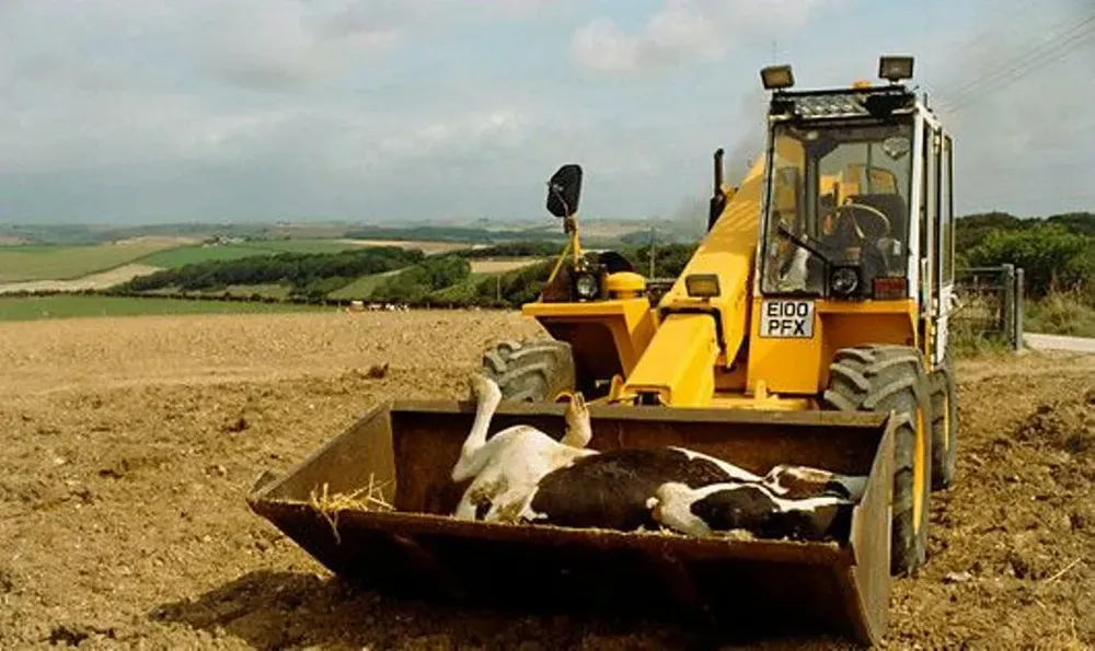 OIE nuevamente enfrenta un caso de vaca loca, pero sin saber aún si es clásica o atípica