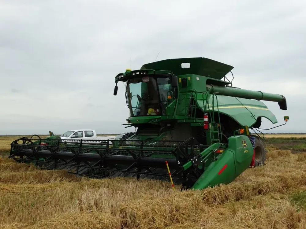 En el territorio uruguayo se espera un área menor a la cultivada en la zafra pasada.