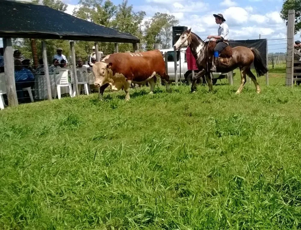 La Madrugada ofrecerá 40 toros y 200 novillos con administración propia
