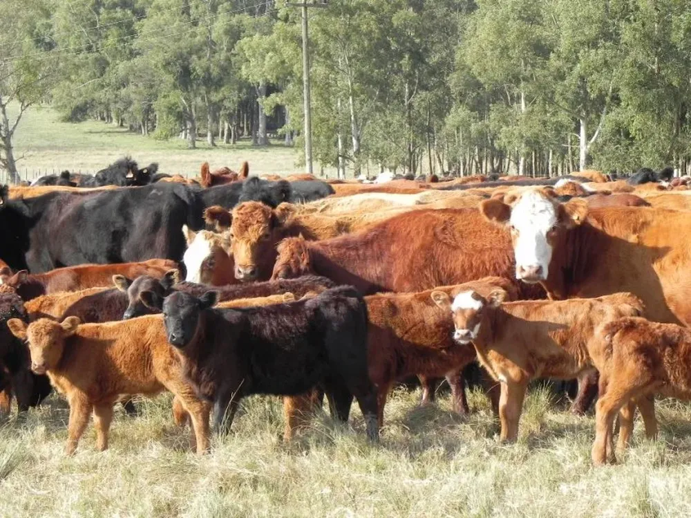 Desde el MGAP no descartan declarar una nueva emergencia agropecuaria.