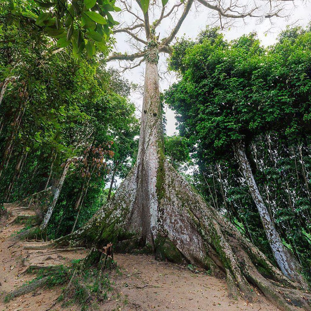 Algunos árboles, como la Ceiba gigante, resisten mejor las condiciones de calor y sequedad cerca del río.