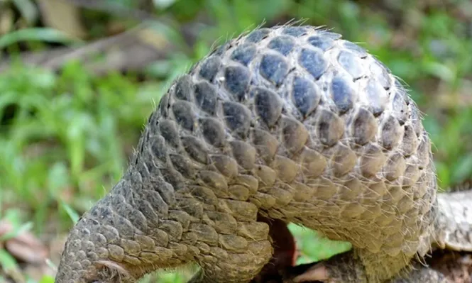 Las escamas del pangolín son apreciadas en la medicina tradicional para tratar dolencias como el asma, el reumatismo y la artritis.