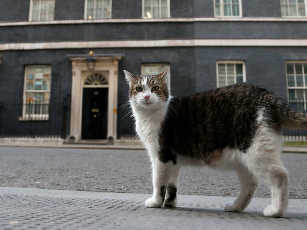 Larry, el Jefe ratonero de Downing Street, cumple 15 años.