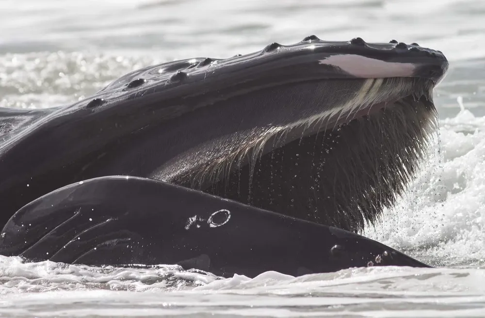 Ballena jorobada es devuelta al mar tras varios intentos de rescate