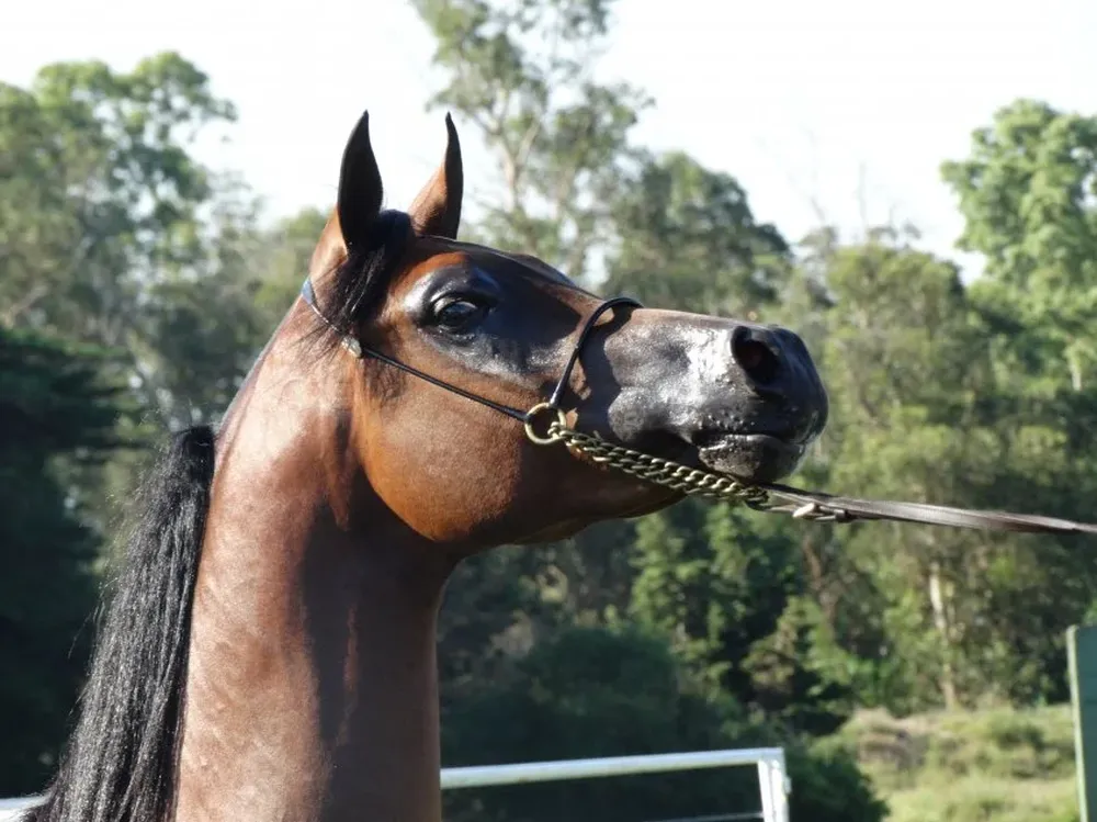 El catálogo con los detalles de la oferta está publicado en la web del escritorio