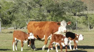Terneros Hereford.