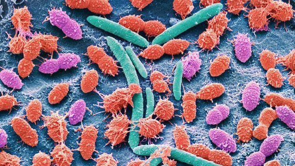 La encefalopatía hepática surge en el hígado, tiene efectos en el cerebro y su solución depende del control de las bacterias en el intestino.