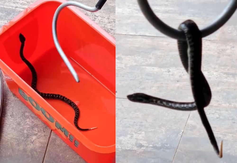 Primer rescate de Alternatus Uruguay en 2025