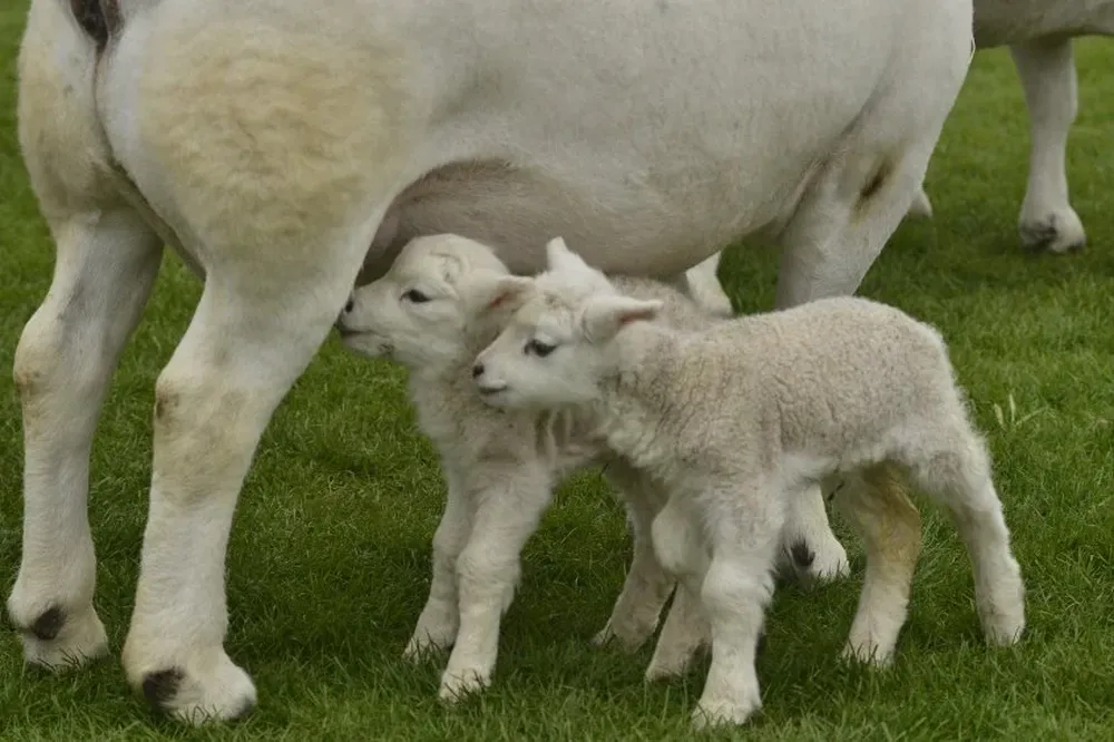 Incrementar la señalada, para producir más carne y de mayor calidad, una estrategia clave.