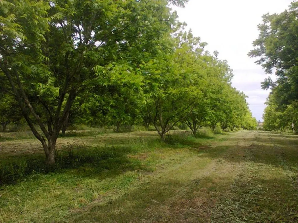 Una especie forestal que convive a la perfección con el manejo de vacunos y lanares.