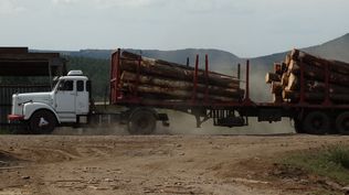 Transporte de madera para uso industrial, en Rivera.
