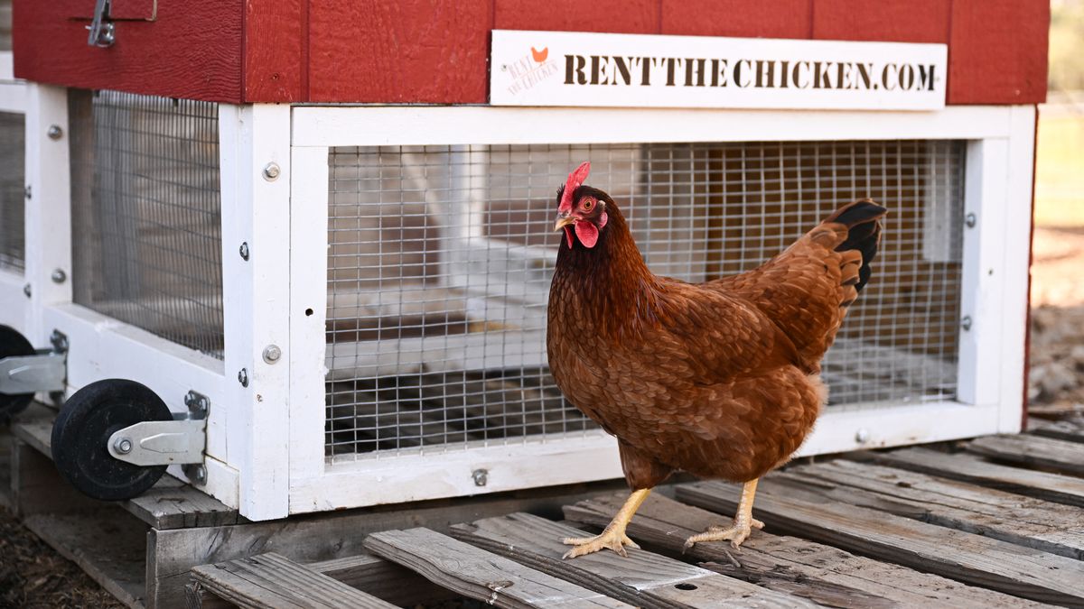 El alquiler de gallinas se populariza en Estados Unidos