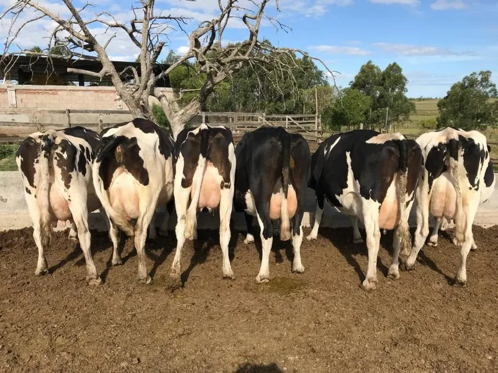 El remate, en San Ramón, lo financia y administra el Banco República