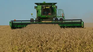 El precio récord de la soja impulsa ampliación de cultivo en Uruguay