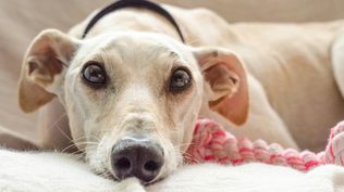 Glaucoma en perros: una enfermedad degenerativa que puede causar ceguera si no se trata a tiempo.  