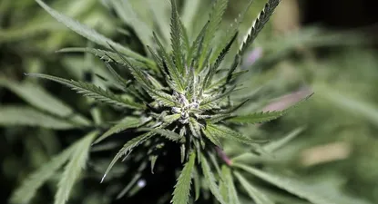 El Observador | 0028877393.webp