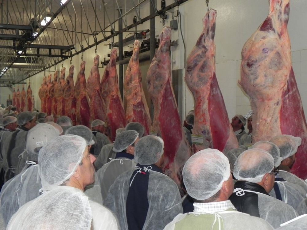 El consurso postmortem es una tradicional actividad ganadera