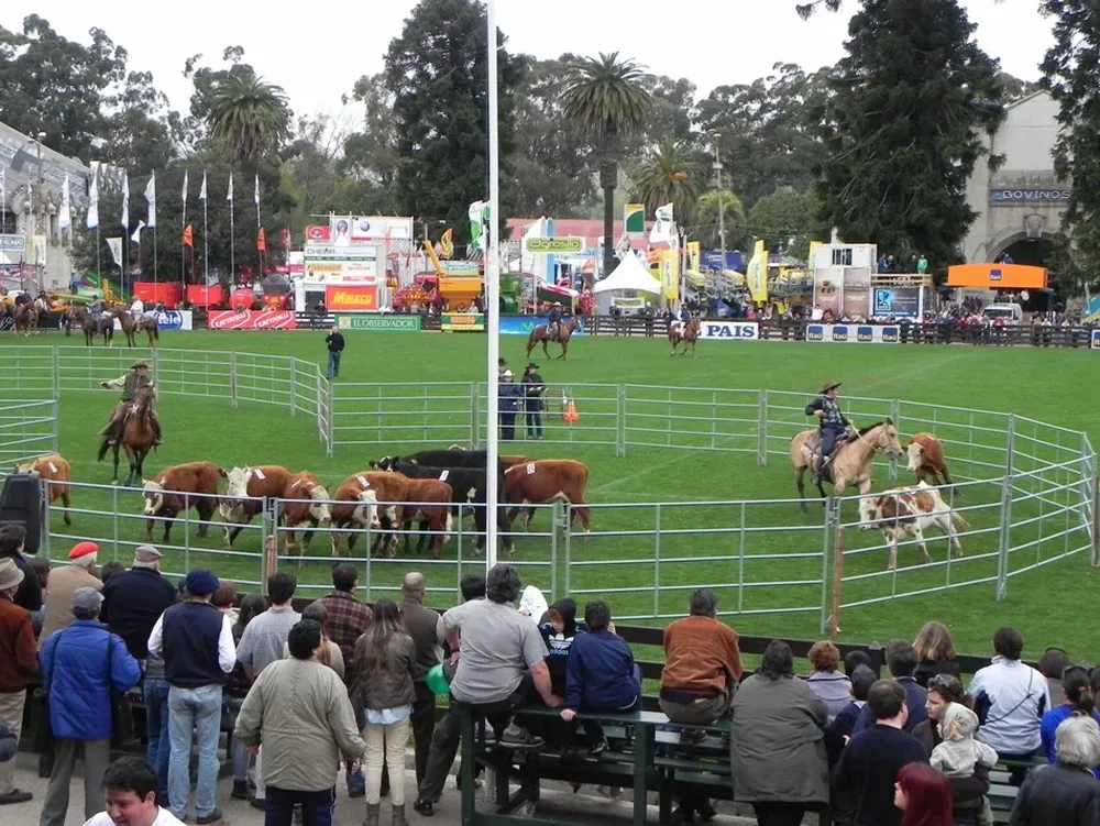 Clasificando ganado, una de las pruebas funcionales de la raza Cuarto de Milla