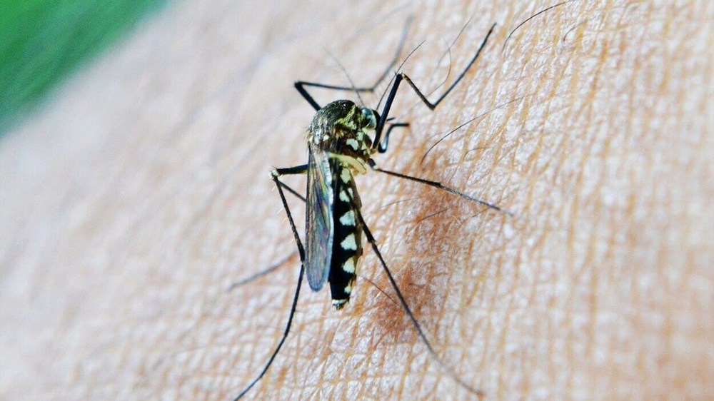Mosquito tigre, vector del dengue.