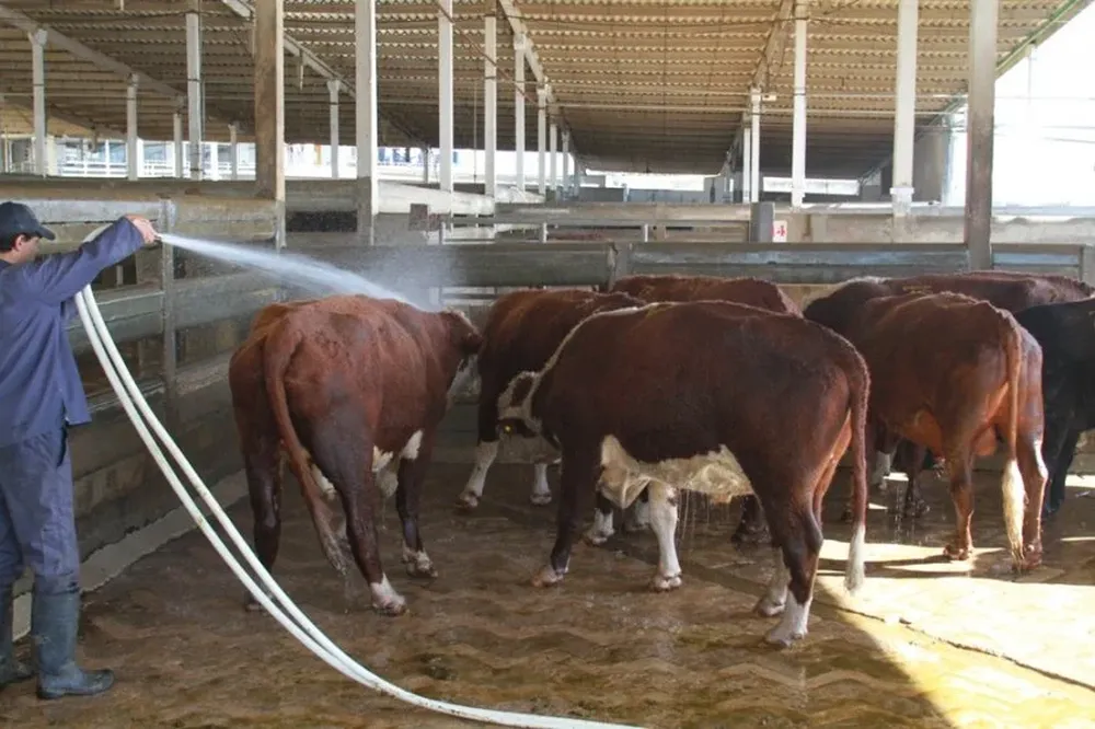 En la última semana la faena de bovinos llegó a casi 50 mil cabezas