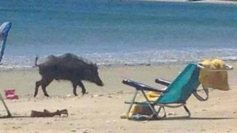 Jabalíes en las playas de Marbella.