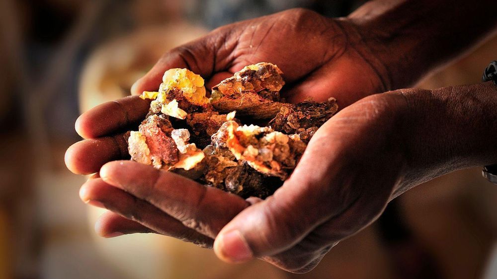 Por qué el mundo se está quedando sin olíbano, la preciosa resina aromática que ha sido usada durante milenios para hacer incienso