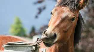 Caballos