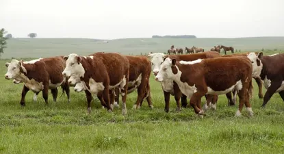 Precio de arrendamiento de la tierra aumentó en primer semestre