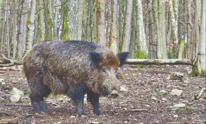Los jabalíes son considerados una especie plaga en Uruguay. (Foto ilustrativa)