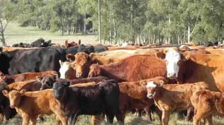 Desde el MGAP no descartan declarar una nueva emergencia agropecuaria.