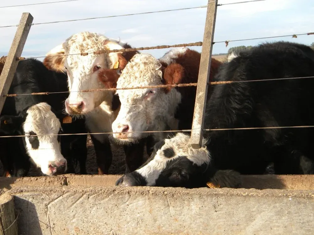 El volumen de faena está un 27% por encima comparado con el año anterior.