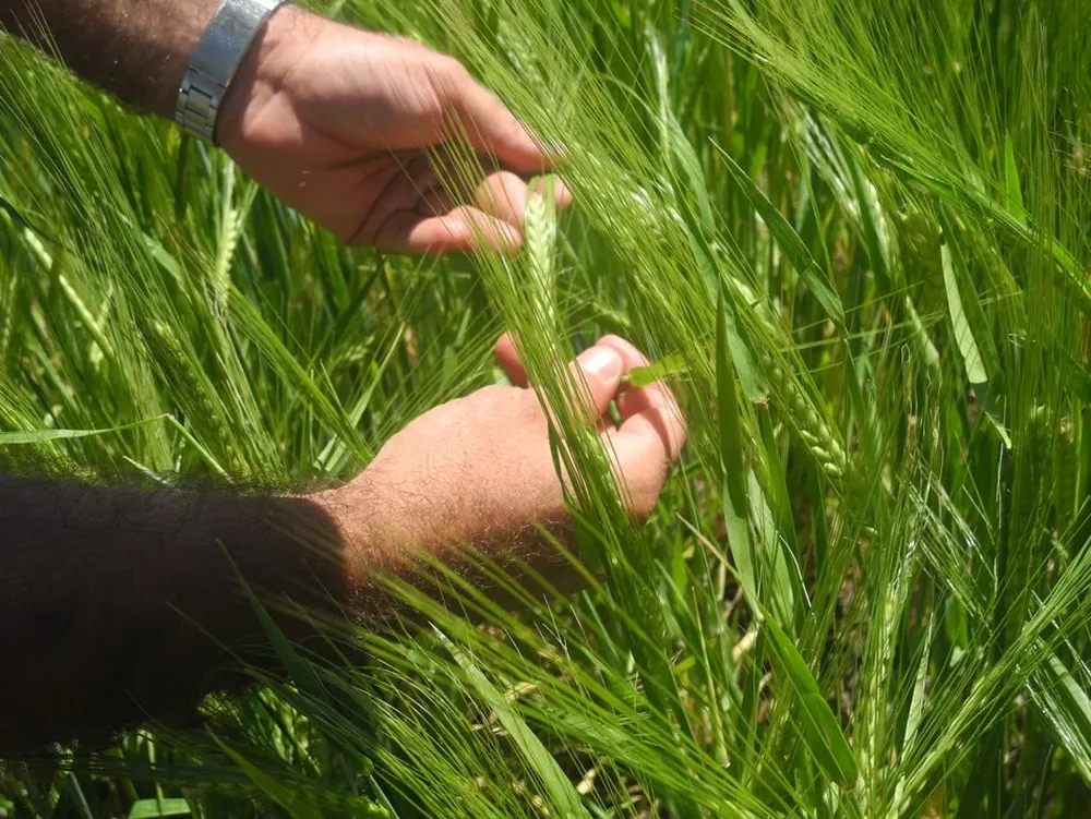 Nueva oportunidad para un cultivo con dos campañas adversas