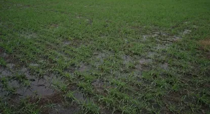 El Observador | 0003739244.webp