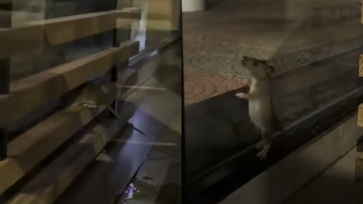 Imagen noticia completa