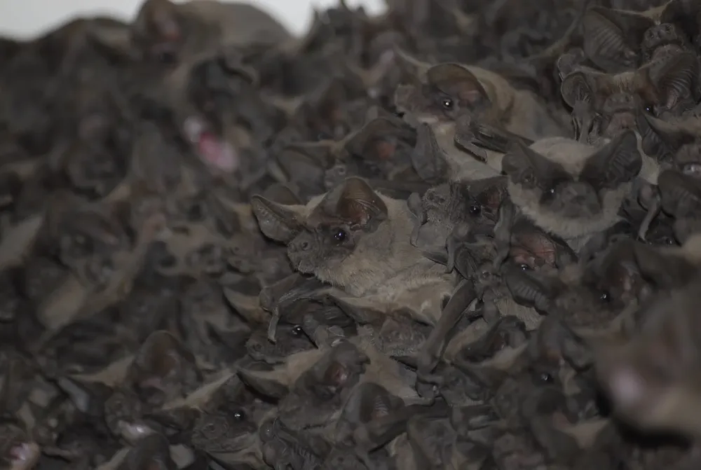 Los Tadarida brasiliensis, mejor conocidos como murciélagos cola de ratón, fueron una de las especies examinadas en el estudio.