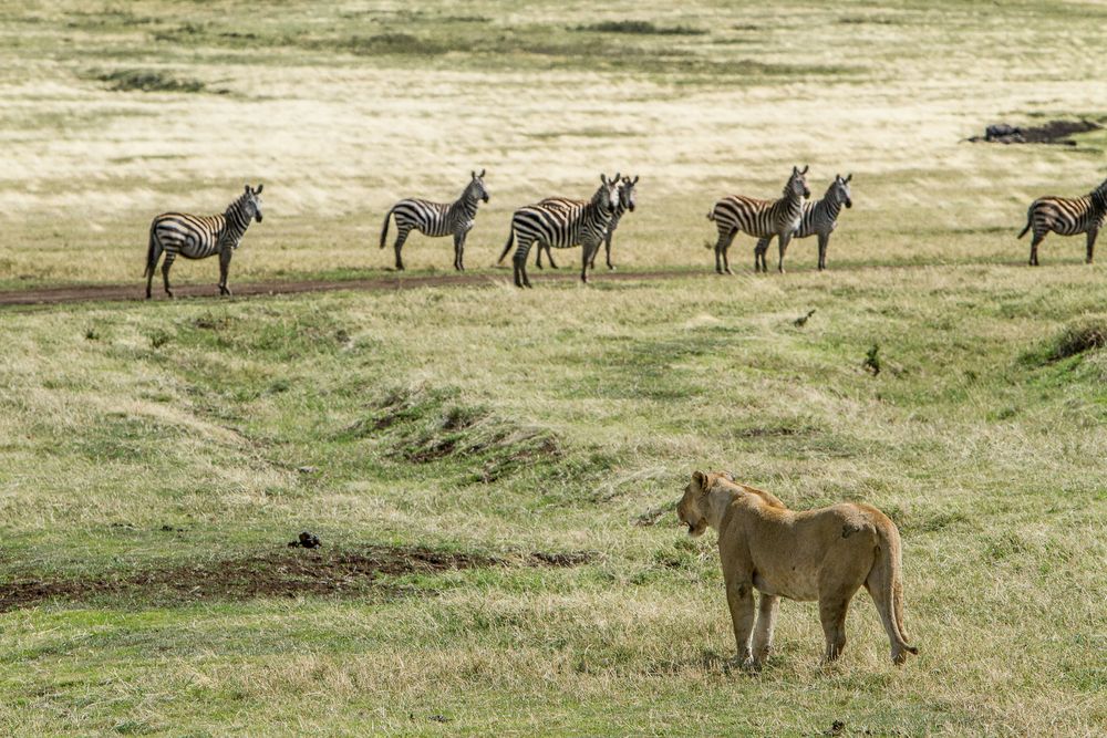 Cada fecha en el calendario representa un recordatorio de la importancia de conservar la vida animal. &nbsp;