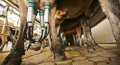 Lluvias excesivas: para un tambo es fundamental tener buen piso cuando las vacas llegan al ordeñe.