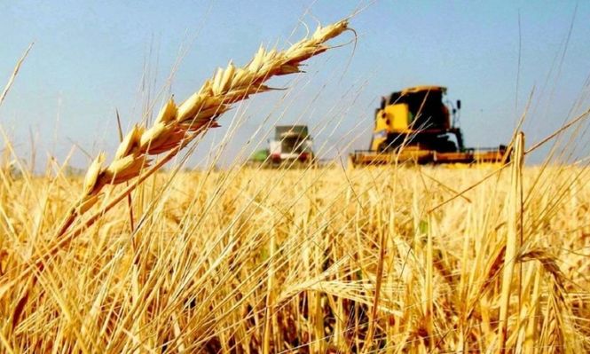 El trigo fija un nuevo récord de producción y alcanzaría 27,7 millones de toneladas