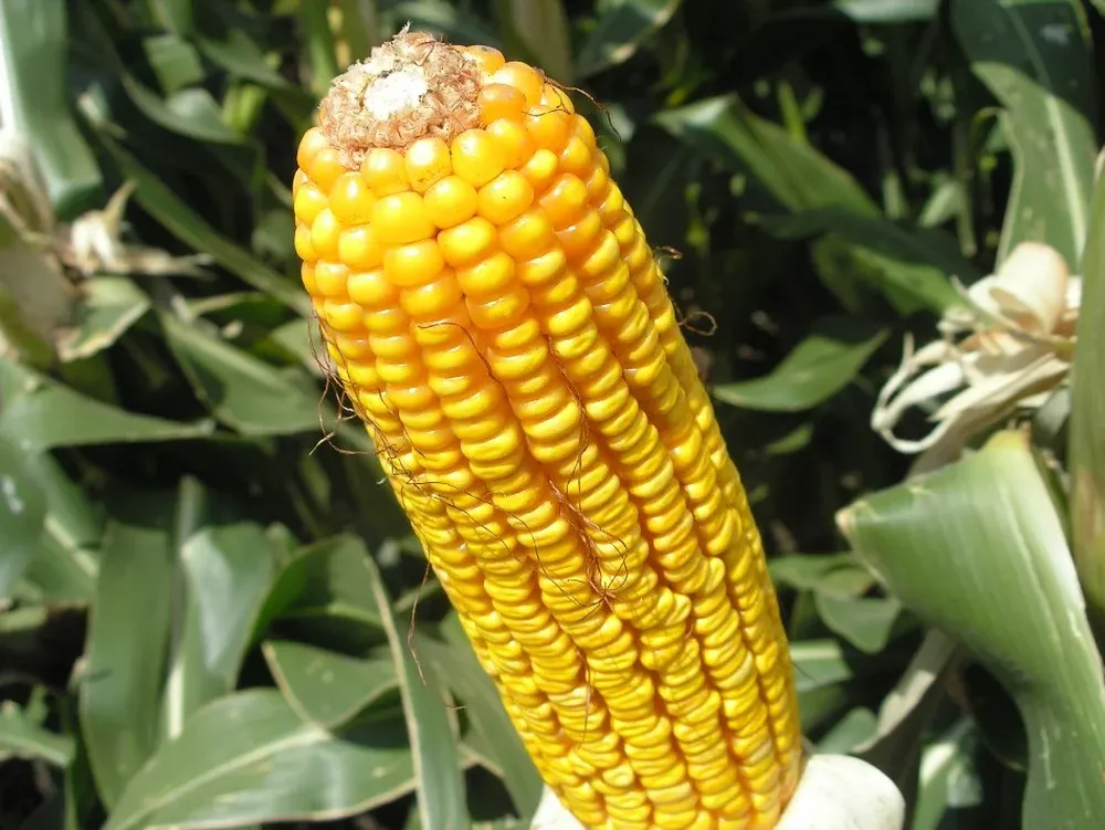 El maíz es un cultivo muy sensible al déficit hídrico