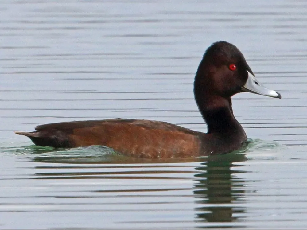 Solaria era el patito feo y ahora es la estrella del Ibex.