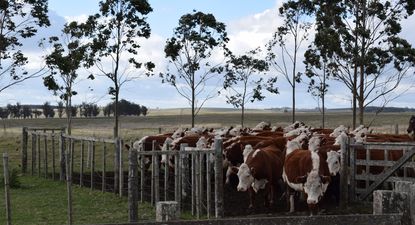 Federación Rural: emitió un comunicado sobre el tema existencias ganaderas.