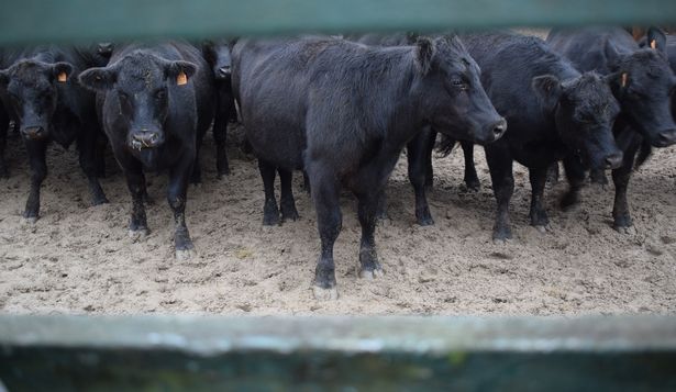 Intendentes y productores promueven la derogación tributaria, pero falta saber cómo serán compensadas las arcas de los gobiernos departamentales.