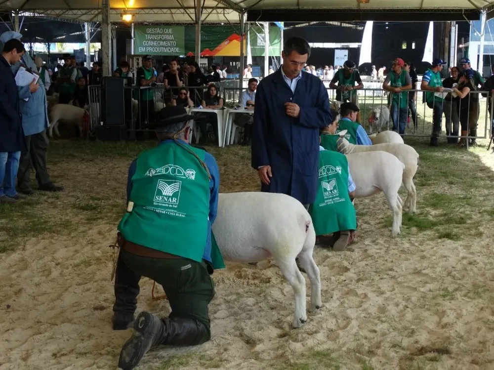 Vinicio Mazzei durante su tarea en la pista de la raza Texel en Esteio.
