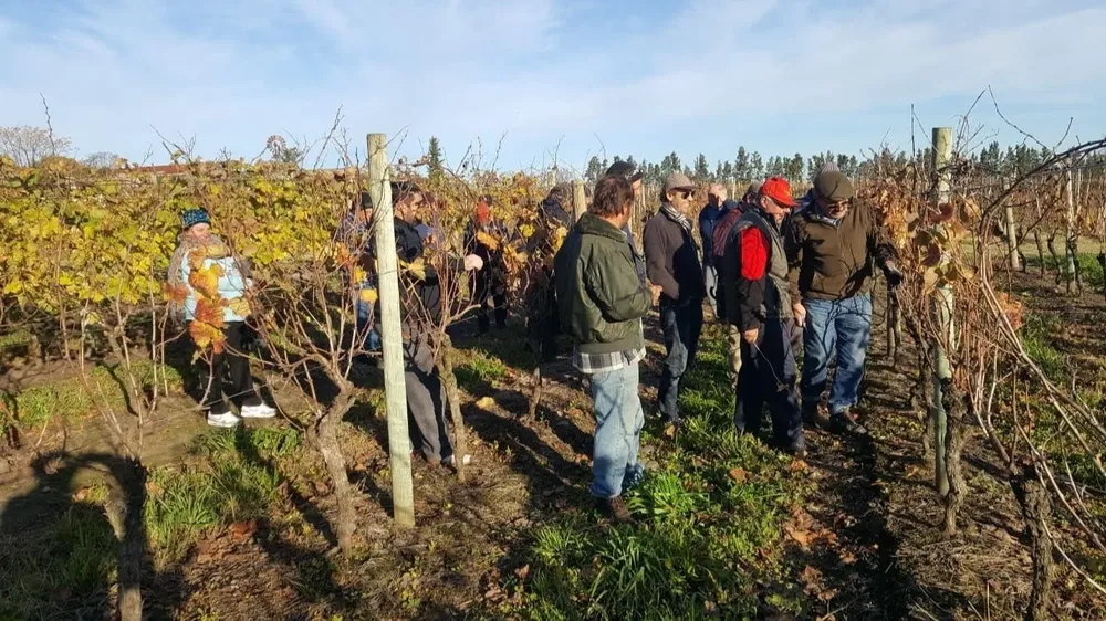 La cooperativa vende sus vinos en Uruguay y en Brasil.