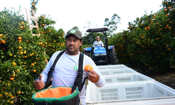 Citricultura: inauguración de la cosecha de 2024.