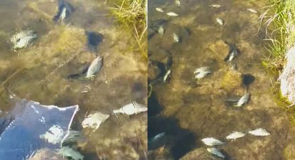 Peces congelados por la ola de frío