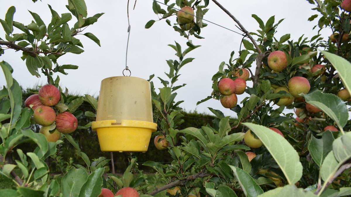 Llamado del MGAP a interesados en monitorear superficie con frutales: requisitos, capacitación, tareas y pago