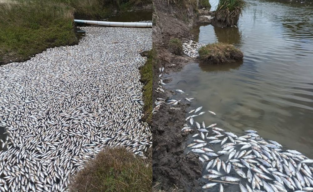 Intendencia de Rocha aparición de peces muertos